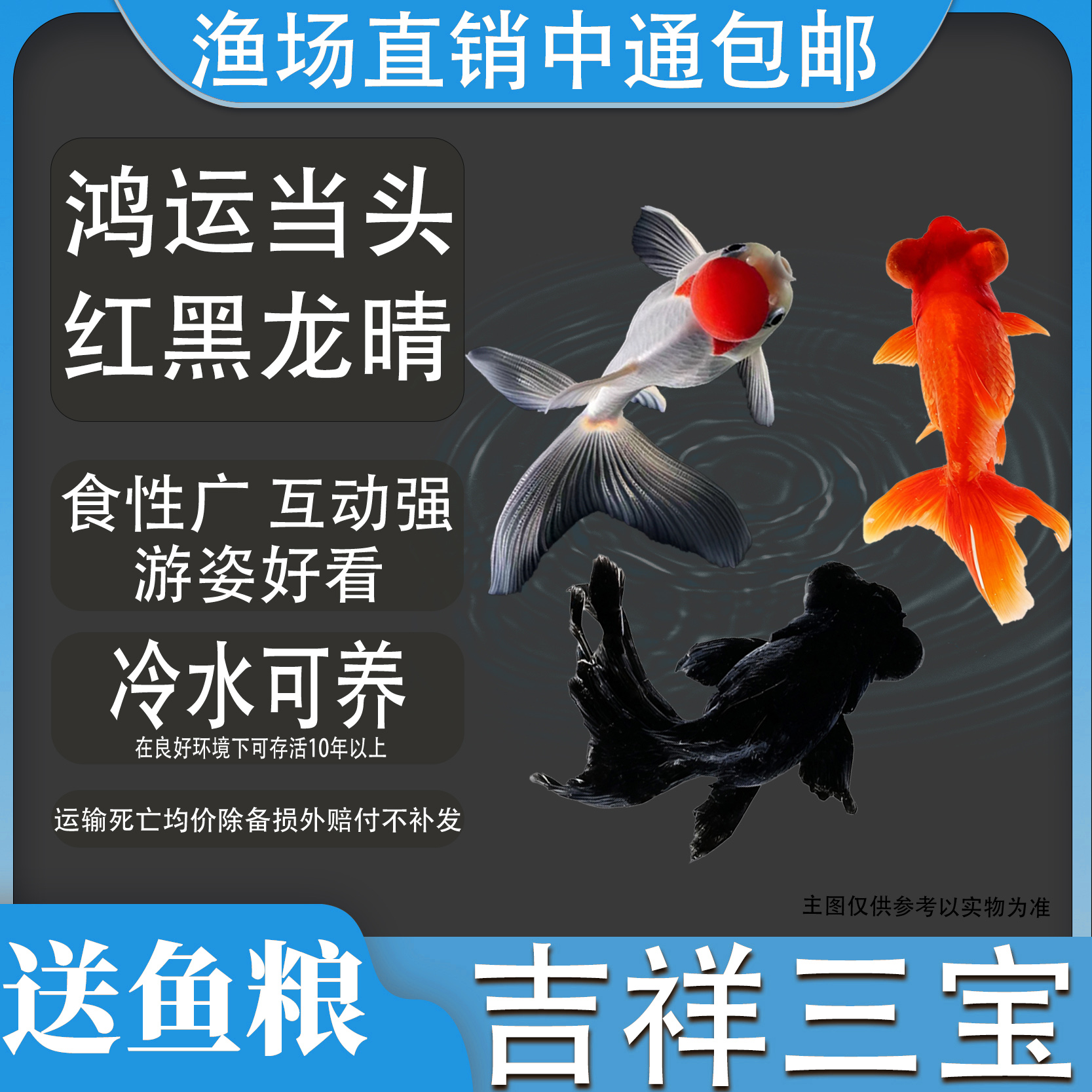 吉祥三宝招财风水小金鱼龙晴鸿运活体淡水冷水观赏鱼好养耐活新手