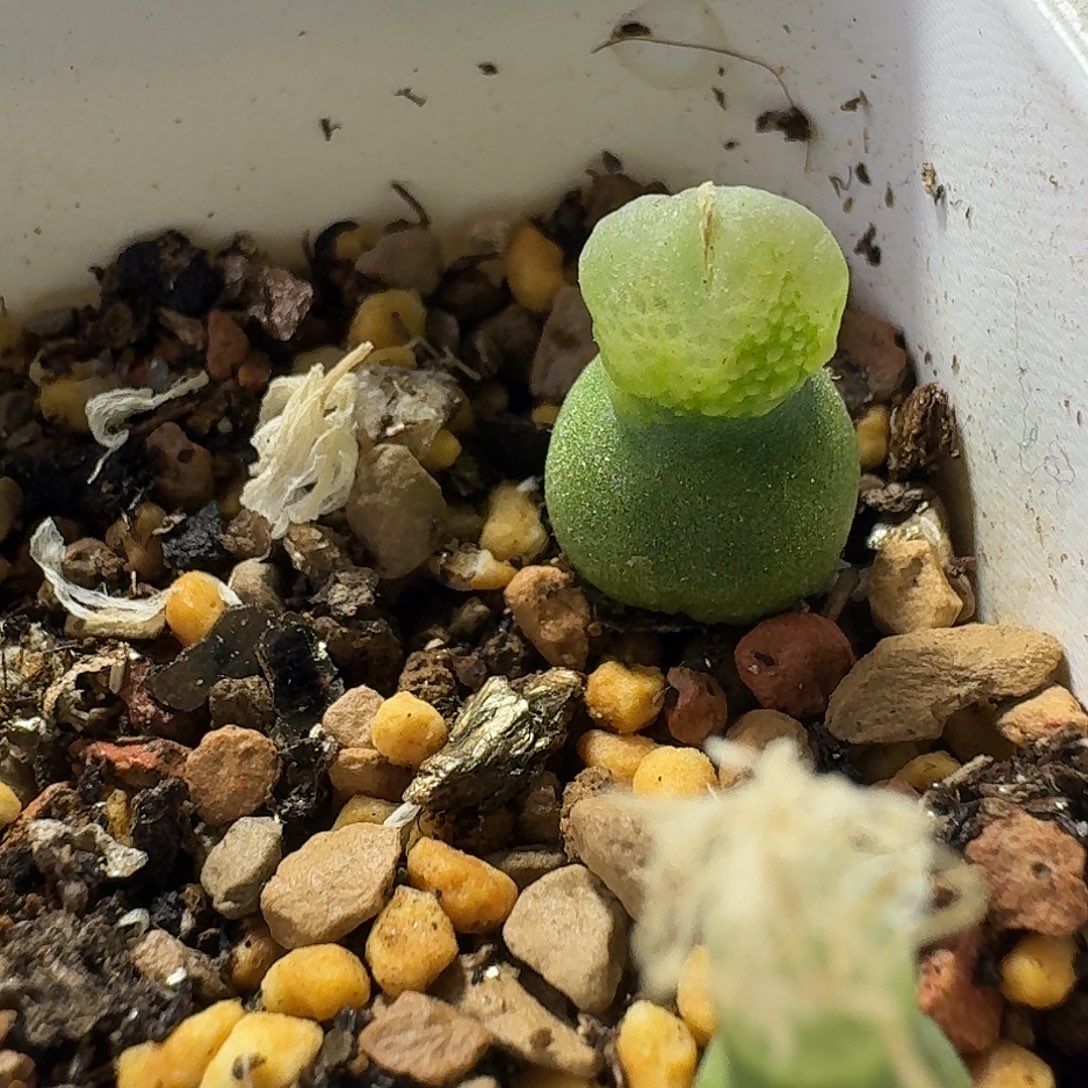 ·***.小葫芦一物一拍0.9