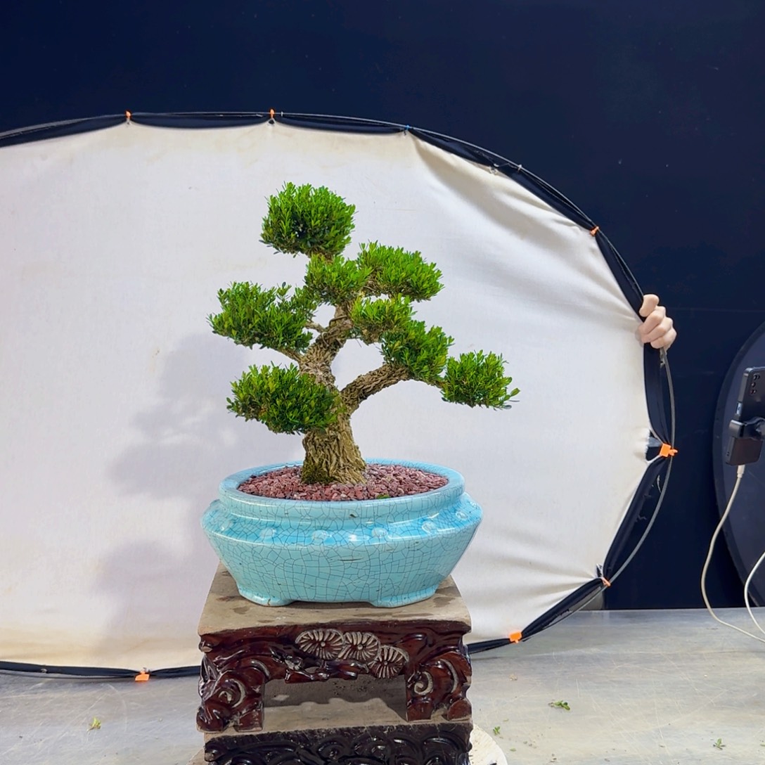 高端皱皮黄杨盆景