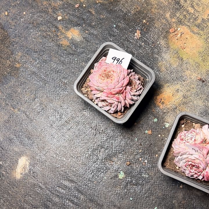 贰*996//////////////