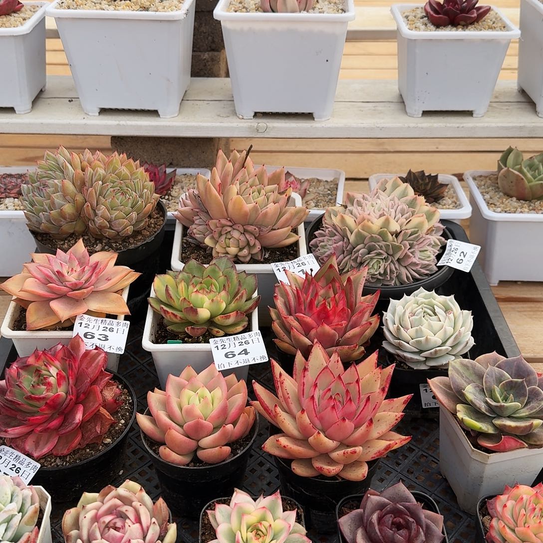 a***王1226-68组合13颗a