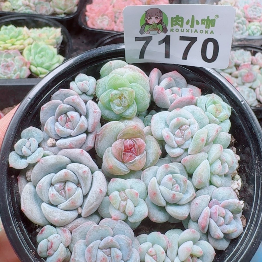 蜡***子多肉植物多肉植物