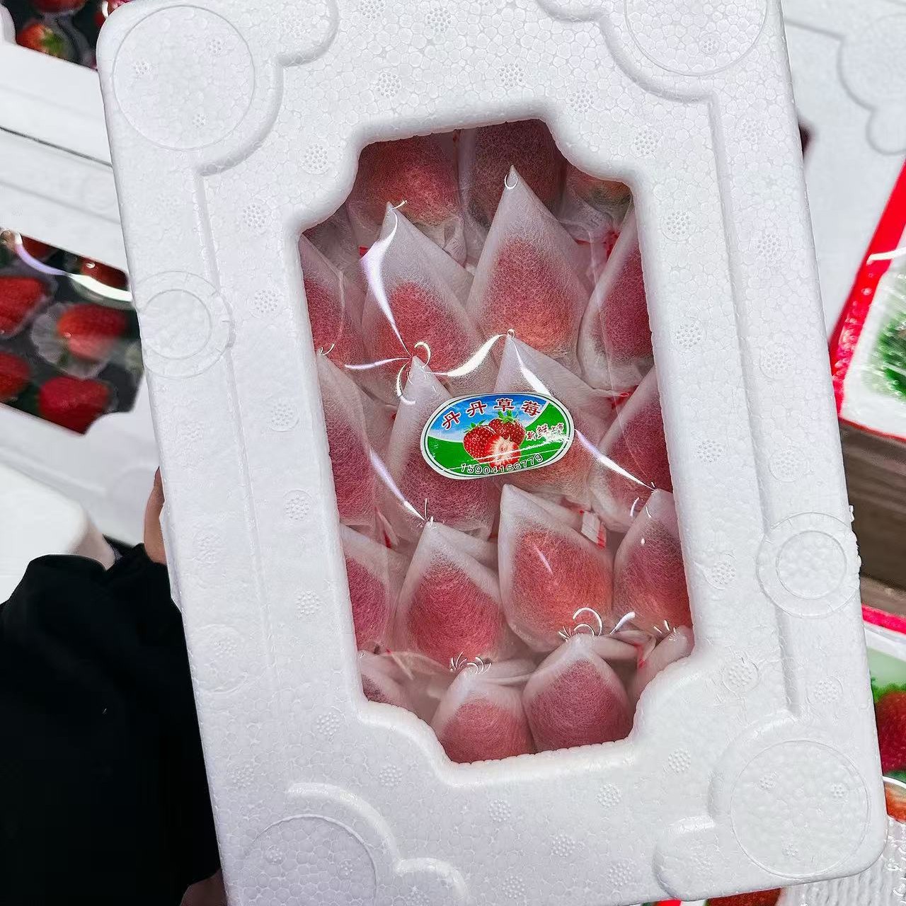 无菌网套草莓 20枚果