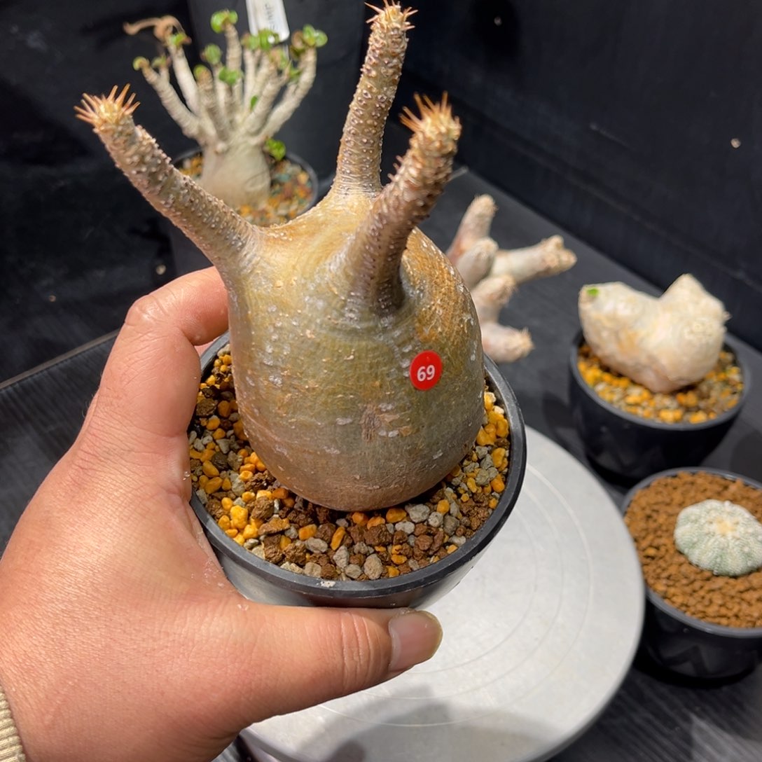 象牙宫带盆包邮发