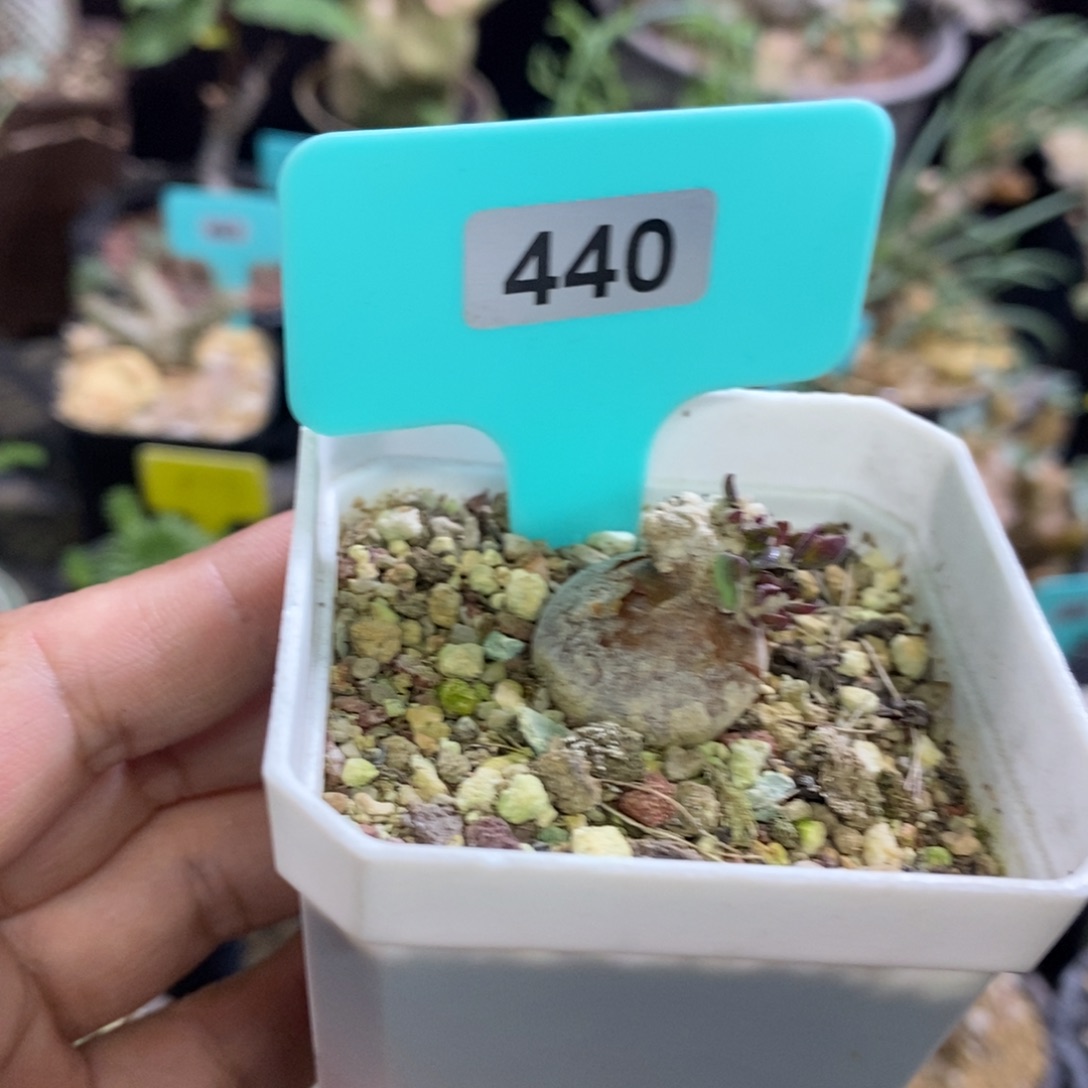 嗯特美厚炖菊多肉植物