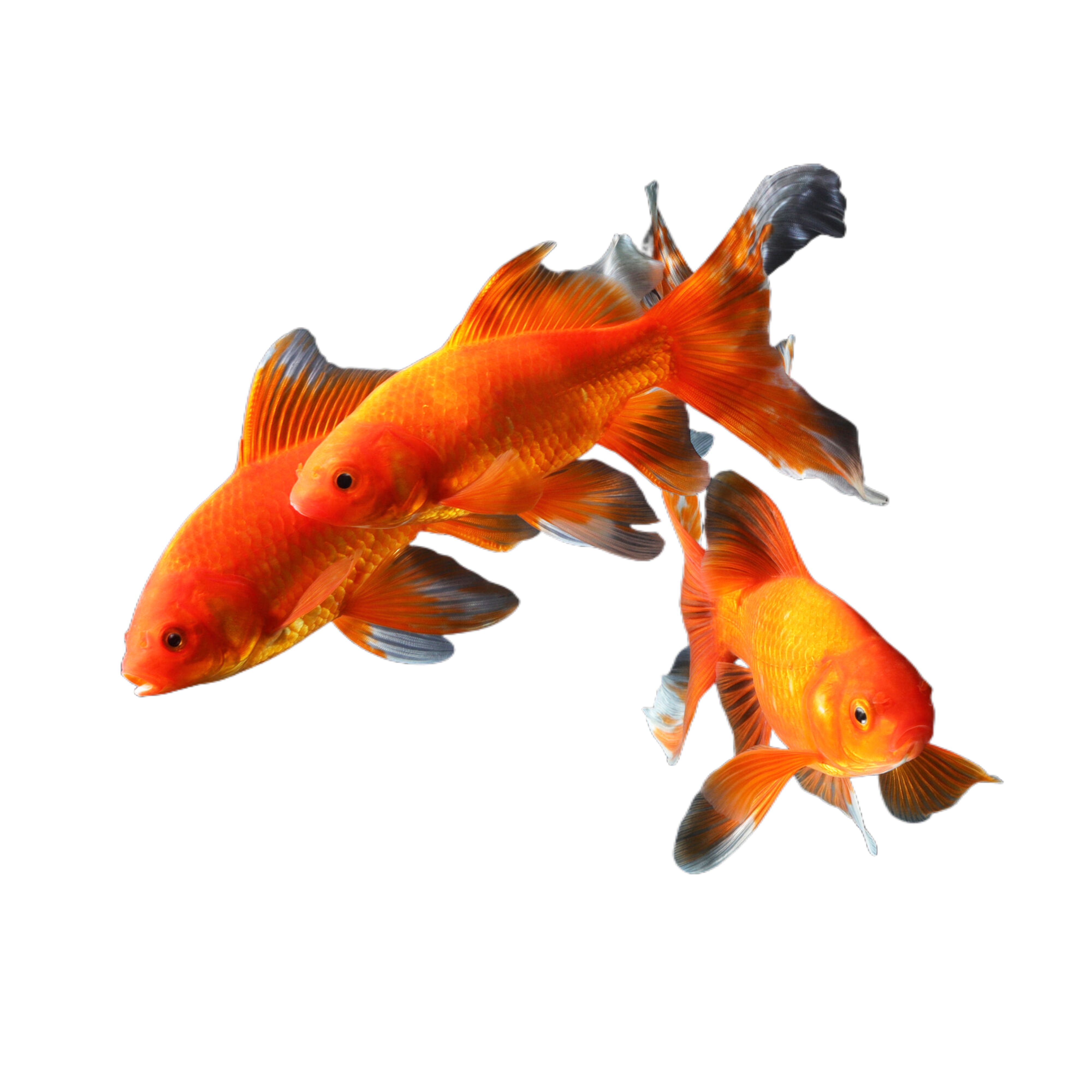 10cm-12cm 6条 红黄黑白 淡水冷水 观赏鱼