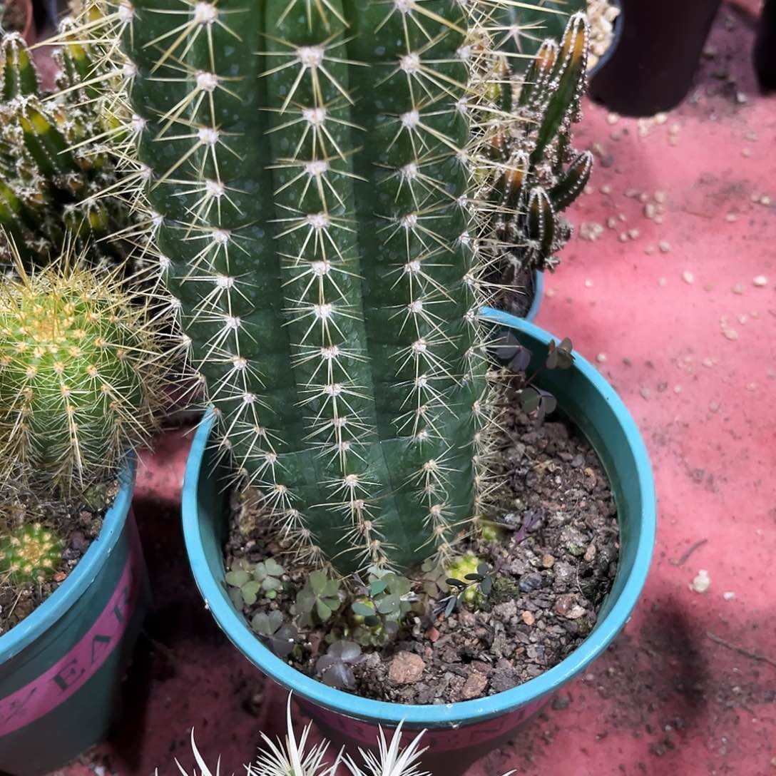 北**琪飞碟毛花柱仙人球