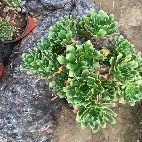 原始绿多肉植物法师78