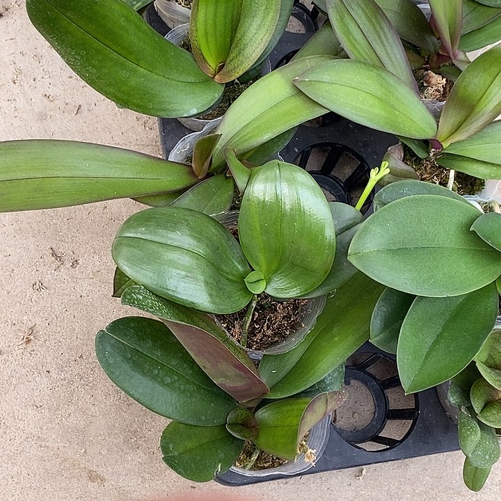 当前无花栽培后可以开花香奈儿变异