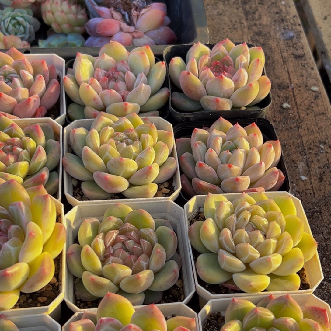 小***哥957多肉葡萄的味道是