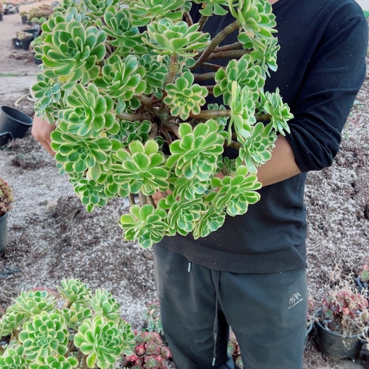 超大大绿玫瑰73号多肉法师