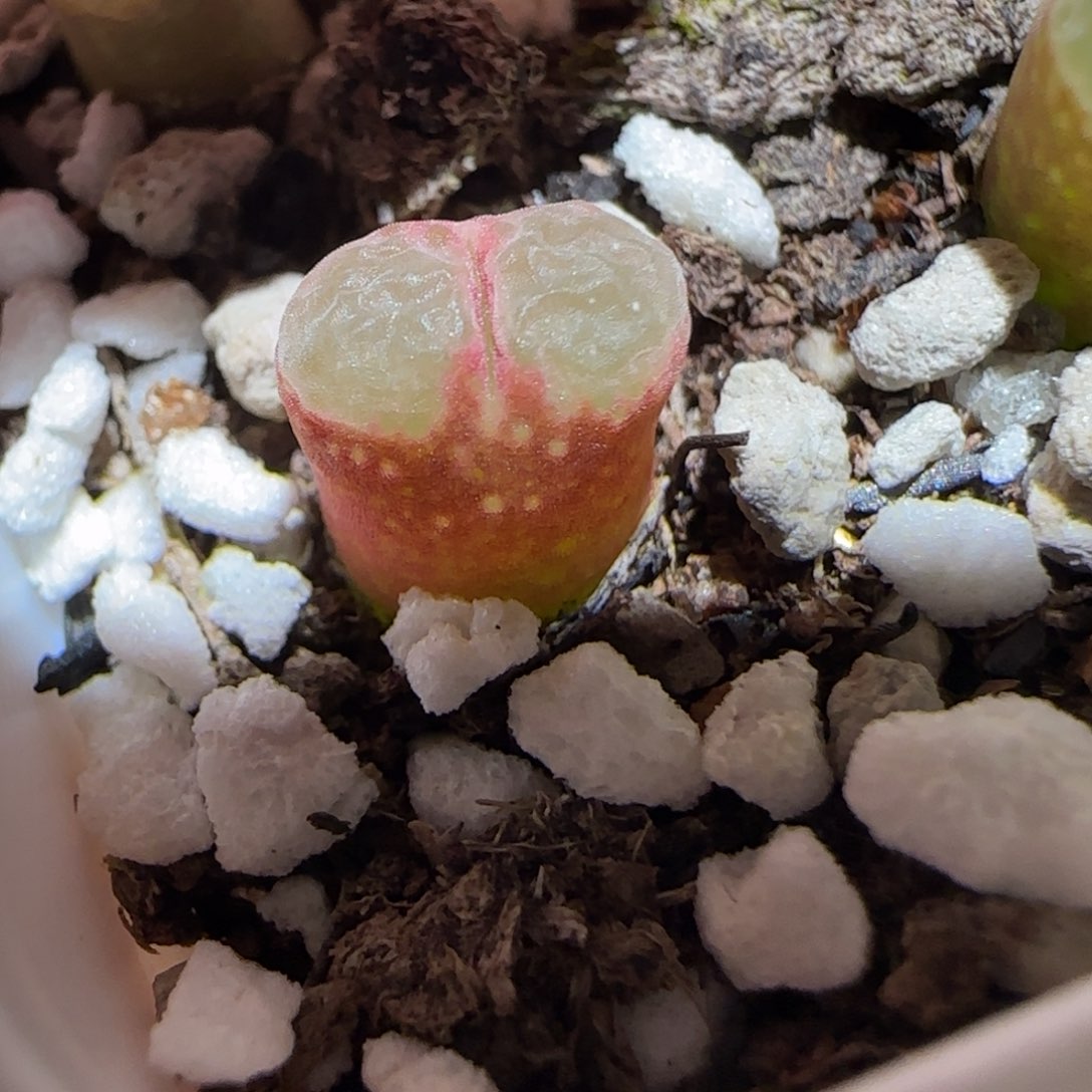 肉锥多肉植物百科-粉樱1179