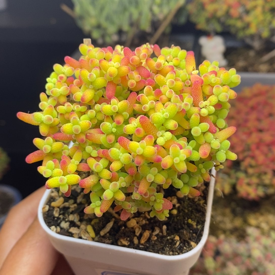 无花朵63号蜜橘糖球枝干