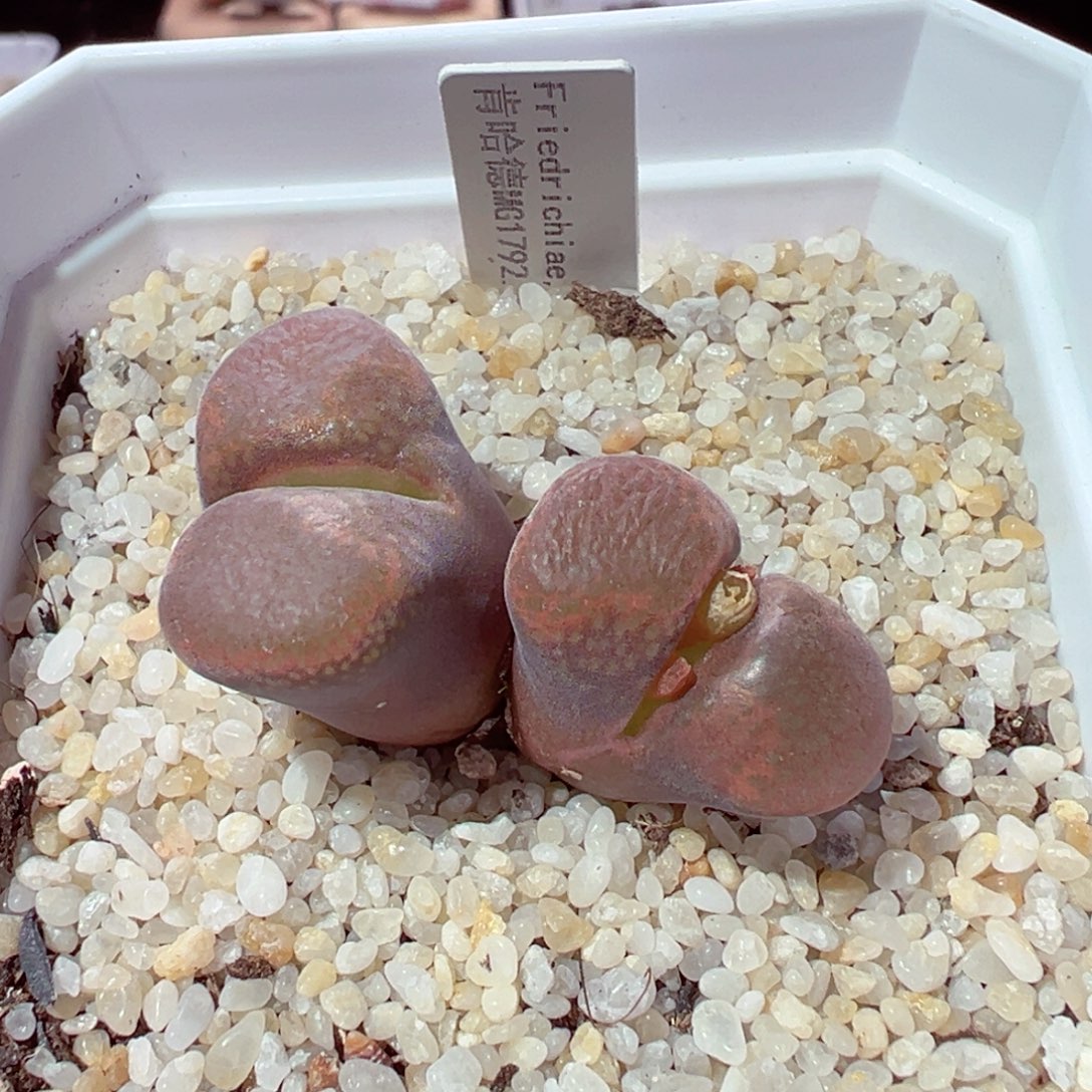 乔****1212-732多肉多日肯哈德