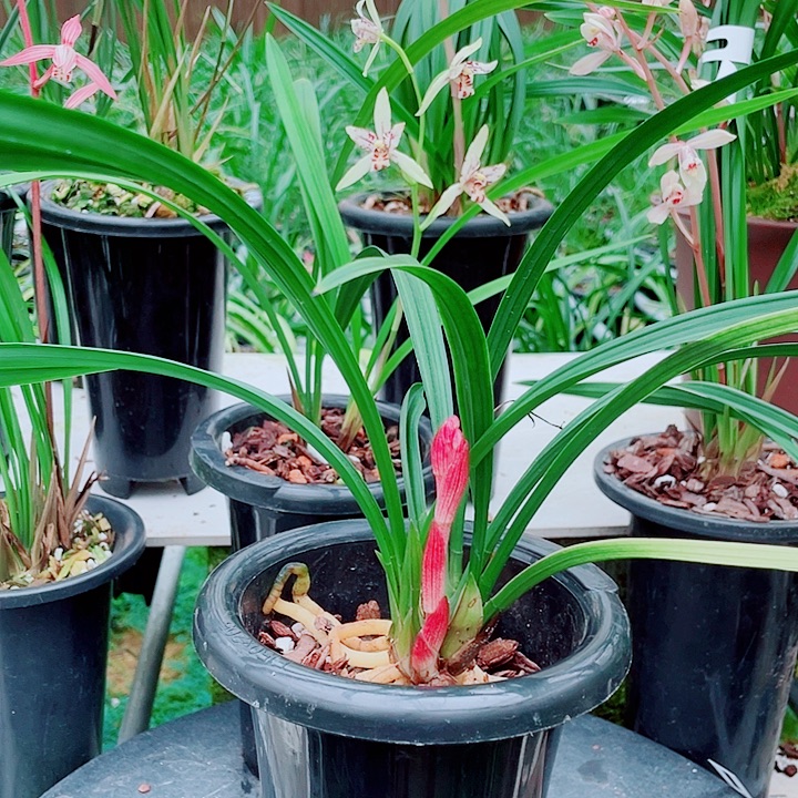 ໑****无花朵一物一漂亮开花