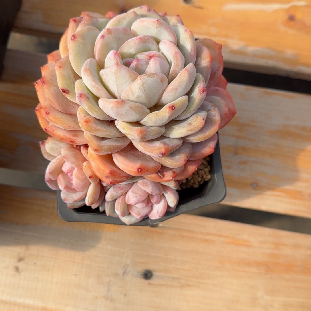 无*精品橙子一物一拍