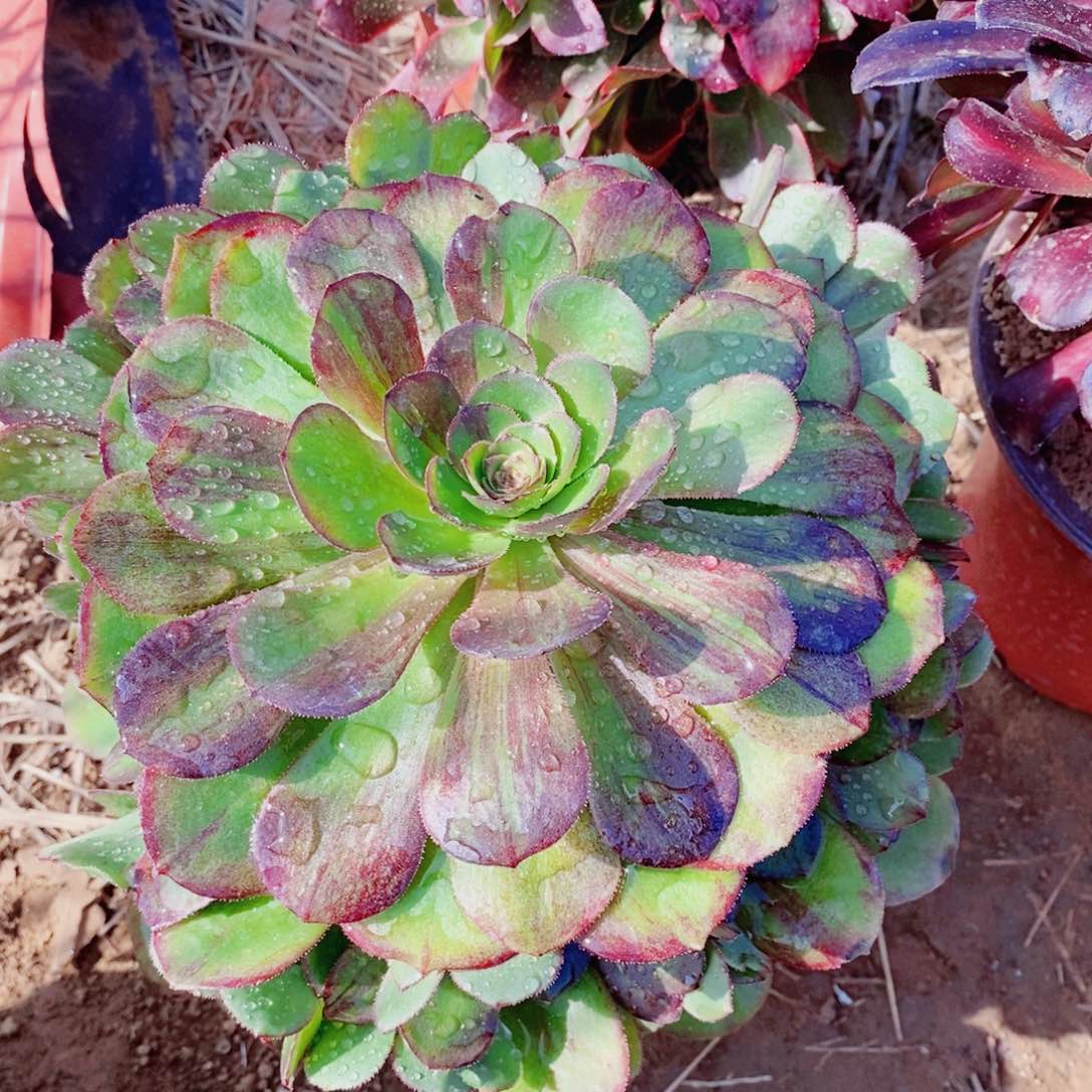花月夜多肉开播福利