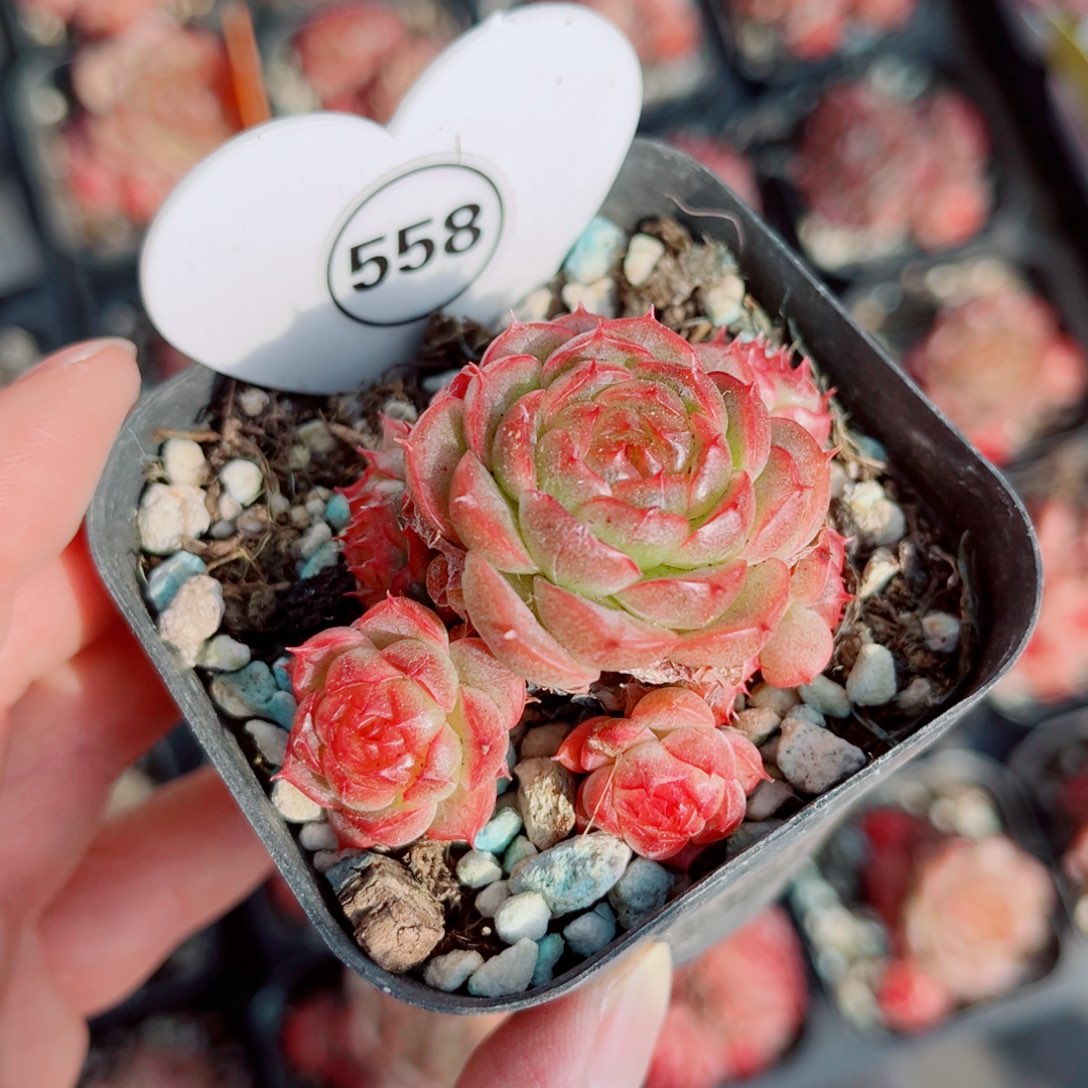 558号小老桩珍妮群