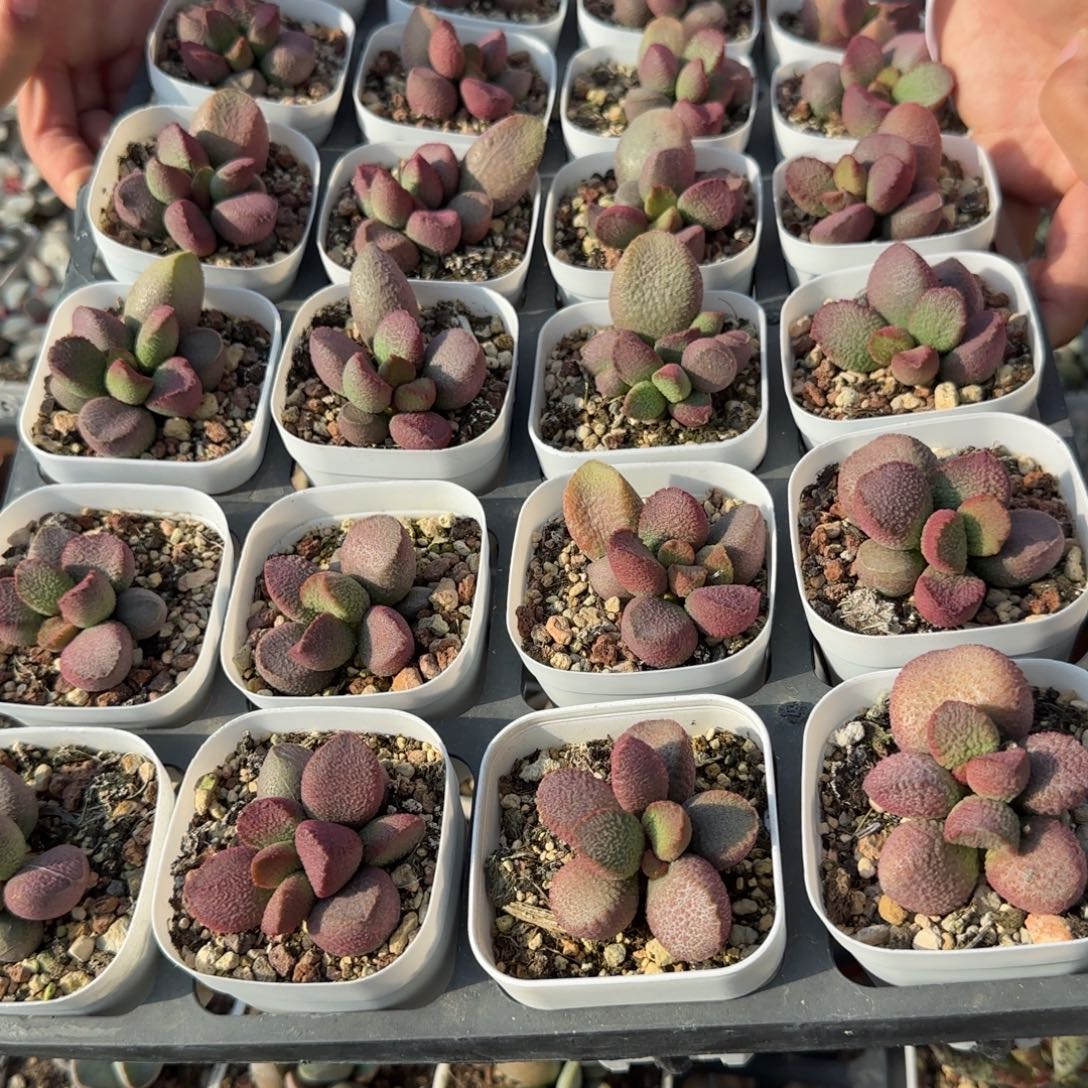 单颗赛猪肝量拍链接