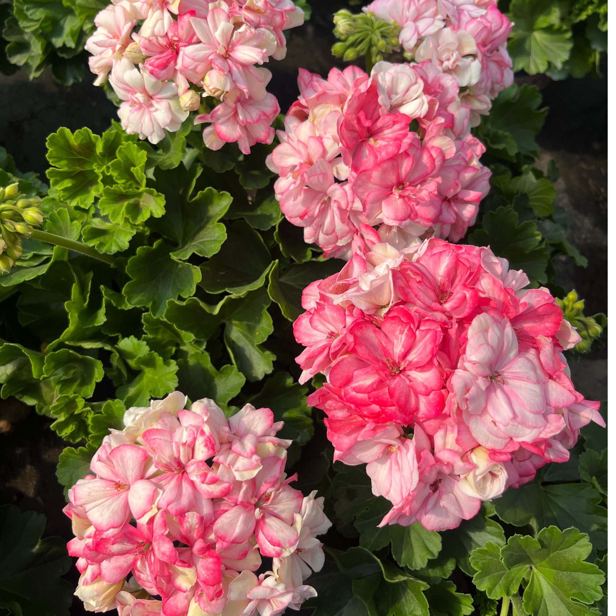 【花样年华】花钿 加仑盆天竺葵 大花球 勤花爆花