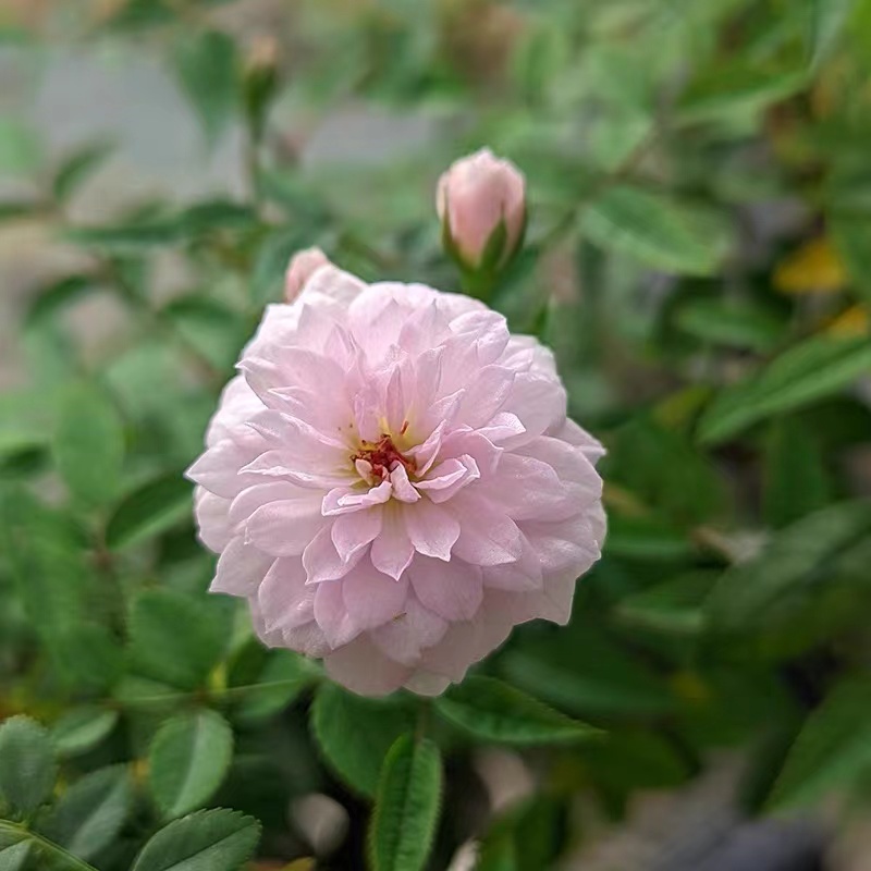 【3棵包邮】月瞳姬月季浓香超微稀有品种小轮迷你粉色花卉阳台盆栽