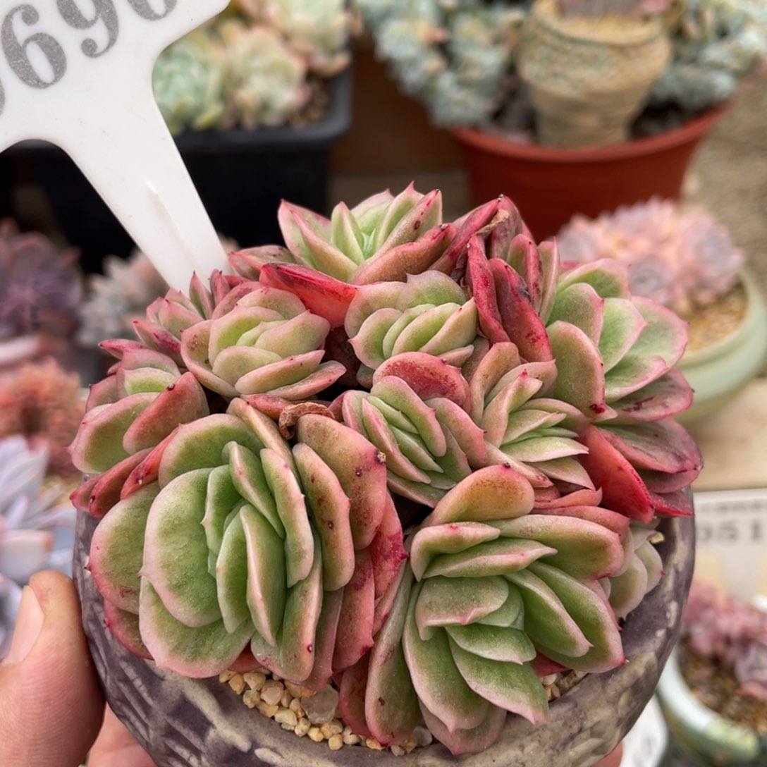 0696冰玫瑰不带盆10厘米