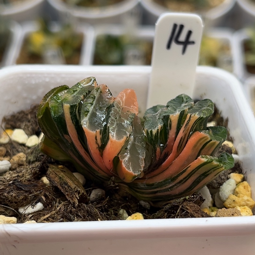 14电影玉扇锦（无根介意勿拍）福利专场