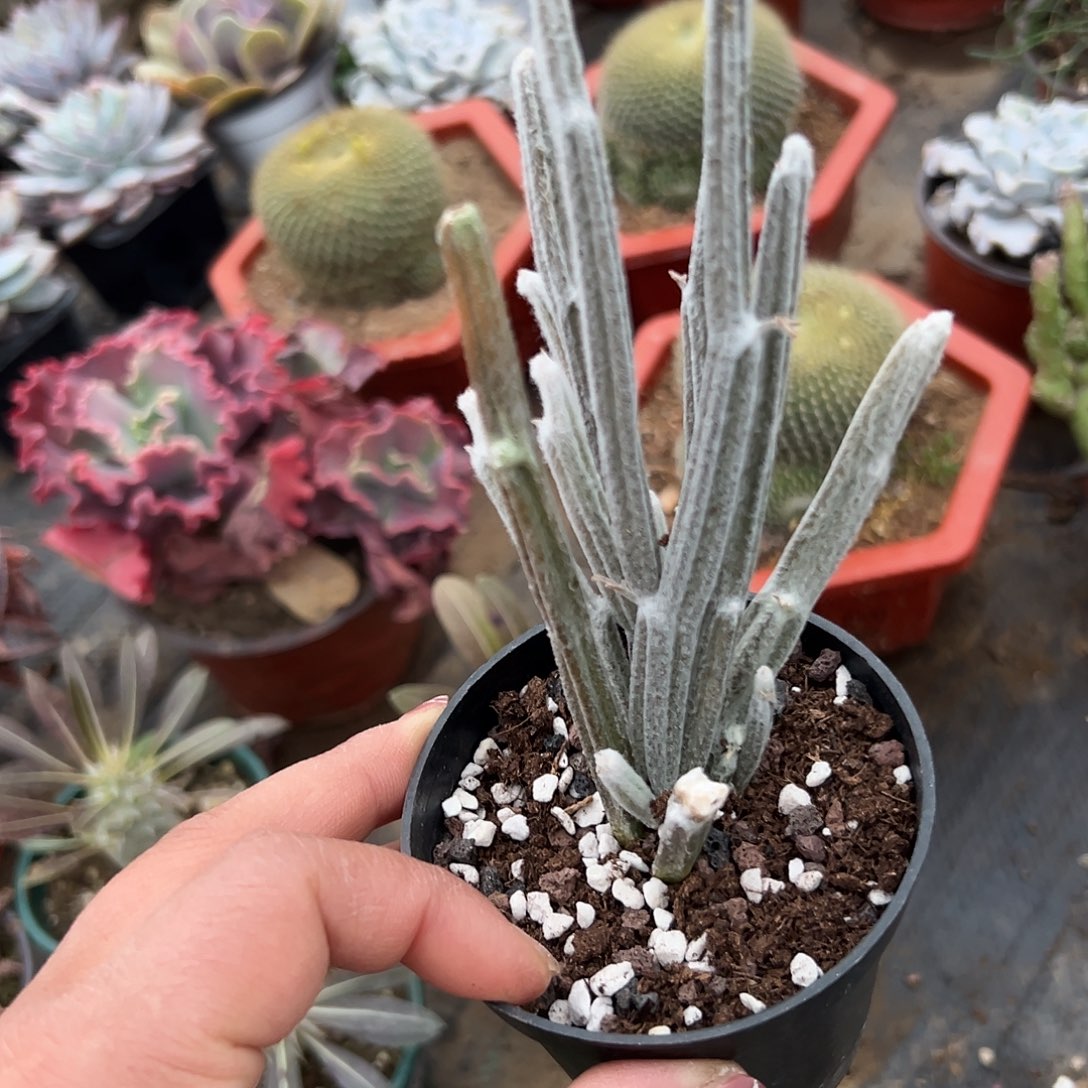 多肉植物多肉植物