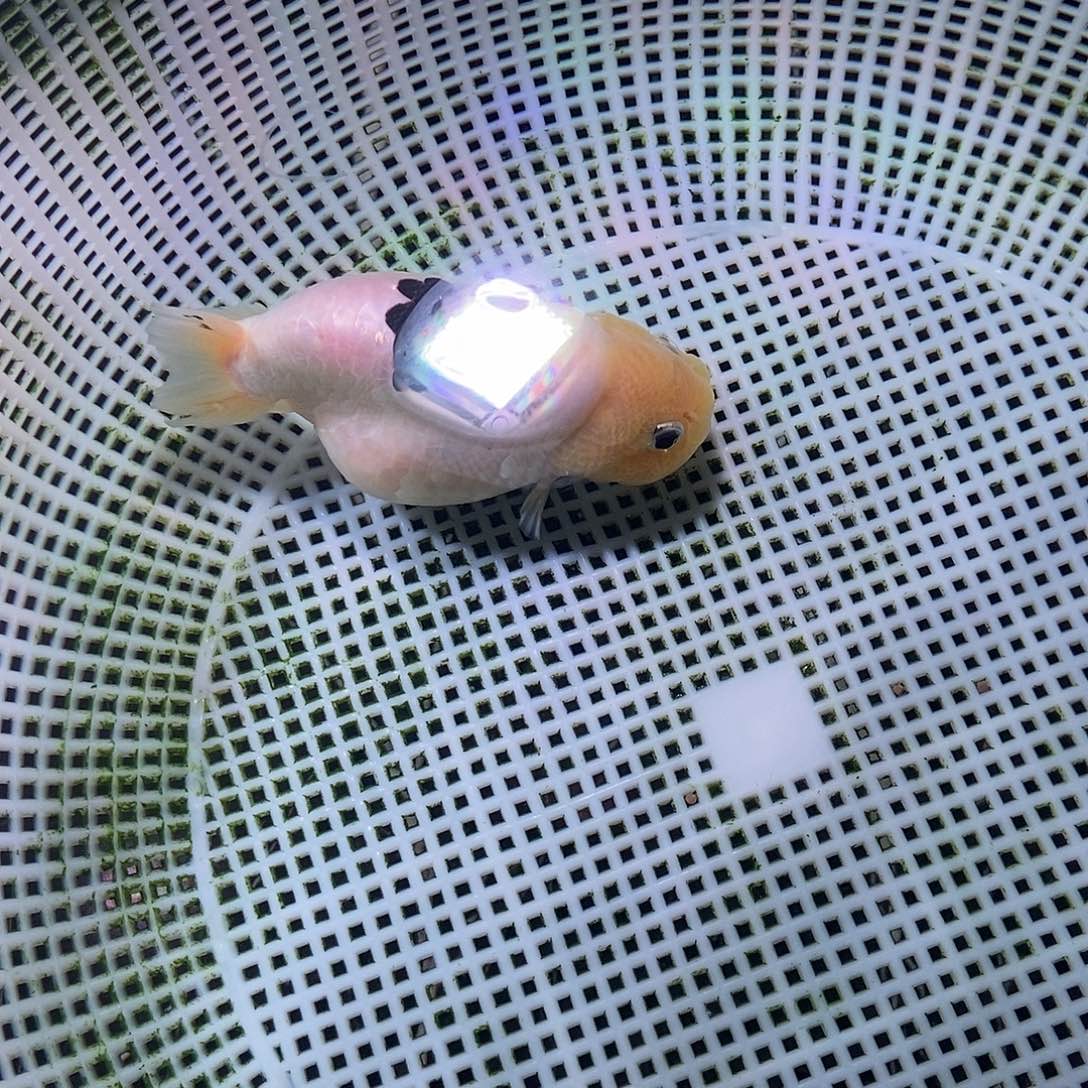 海水鱼林*兰寿金鱼