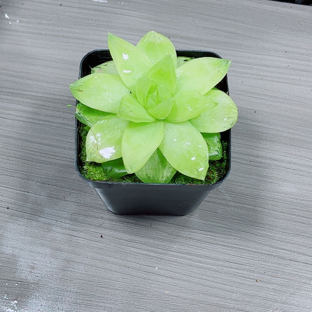 黄金玉露一勿一拍