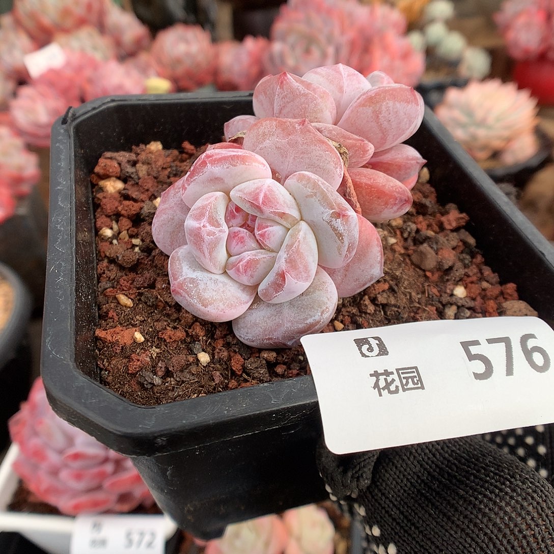 576星影多肉植物66666