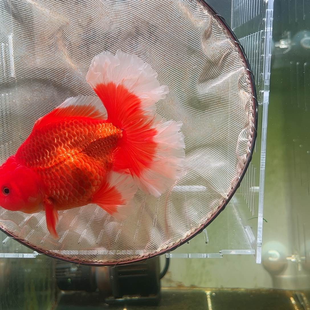 金鱼百褶泰狮亚成54