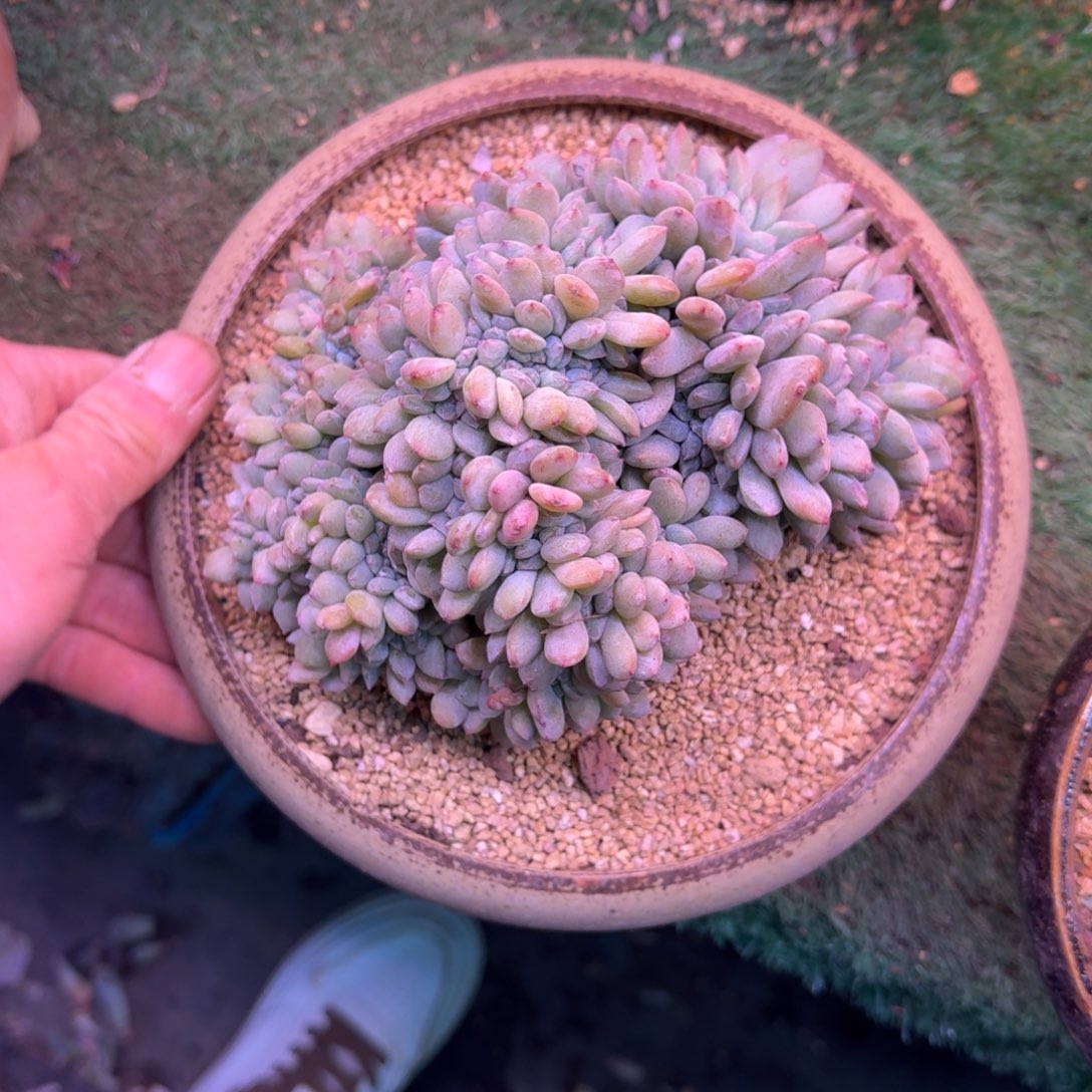 星影缀化无砍多肉