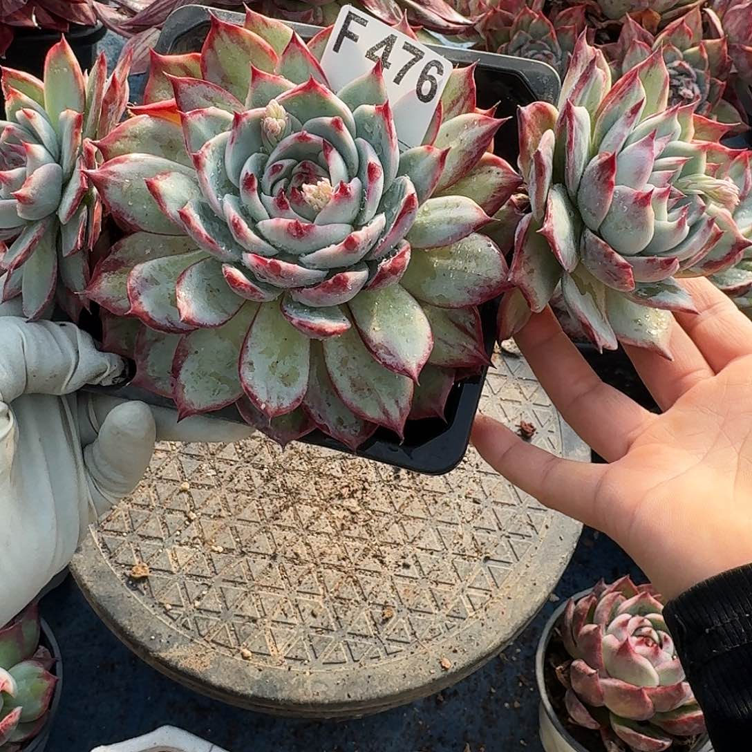 惊鸿惊鸿惊鸿 475.........