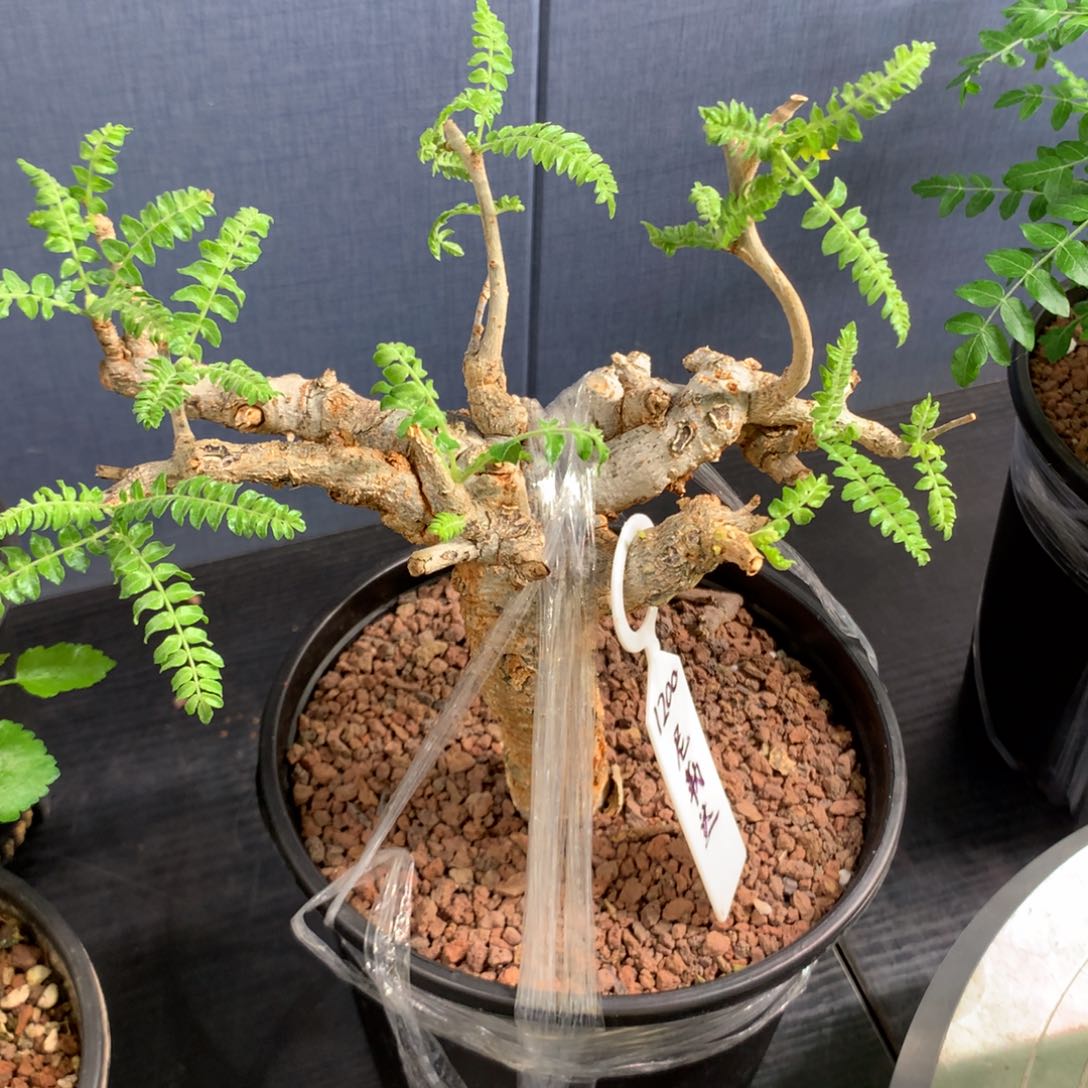 尼勒达乳香产地熟桩