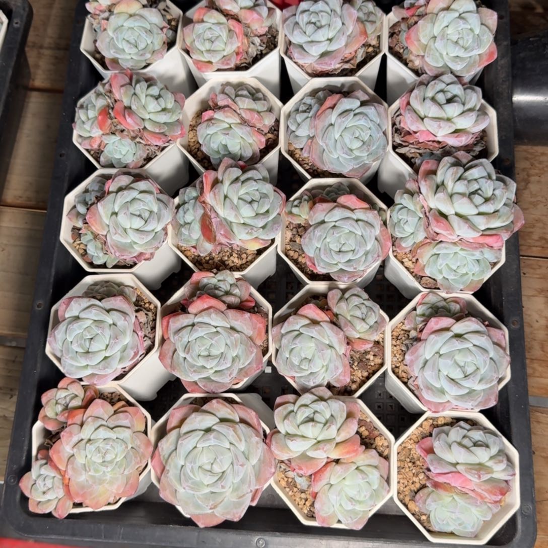 飞***…一物一拍37号不包整带盆发