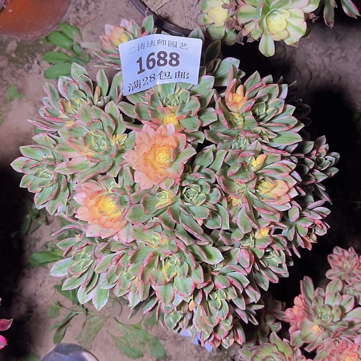 1688甜茶多肉植物2号