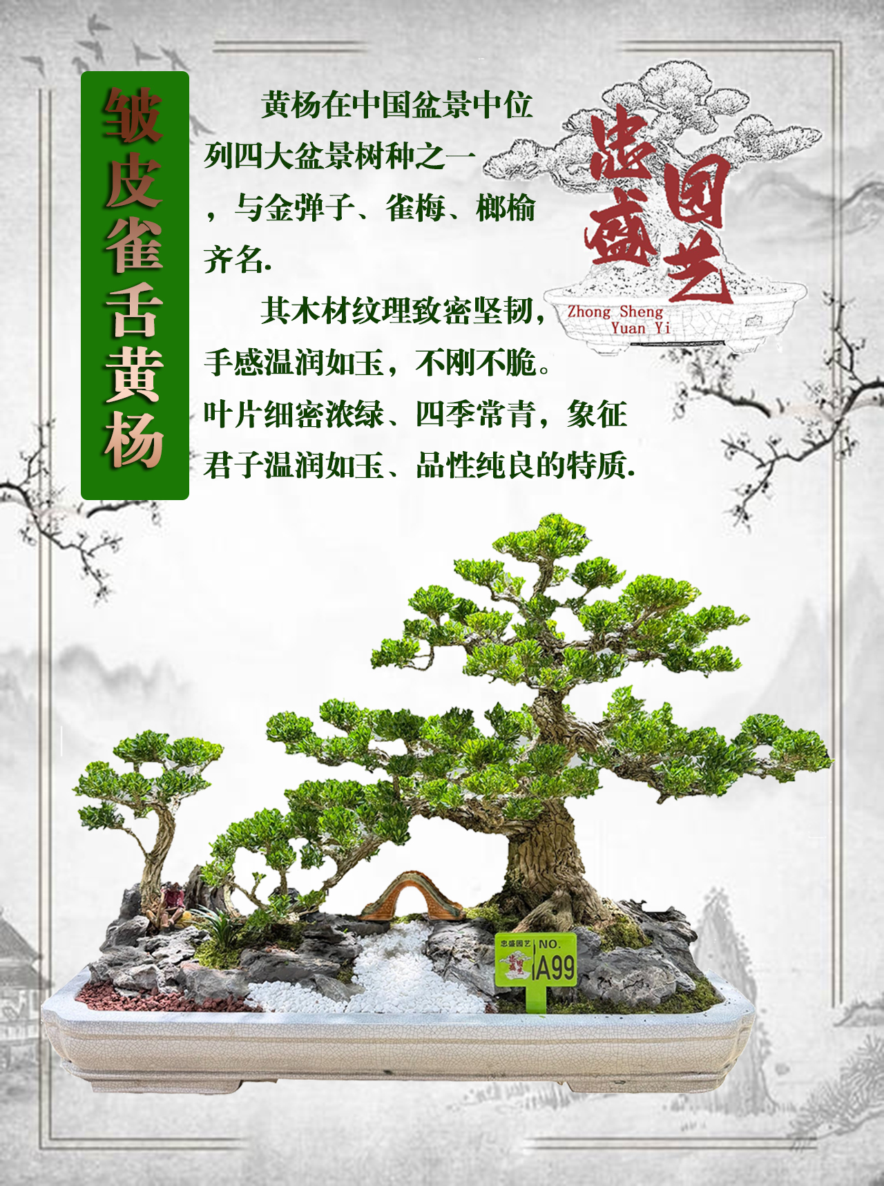 【一物一拍】高端造型黄杨盆景室内外好养客厅阳台花卉绿植四季常青