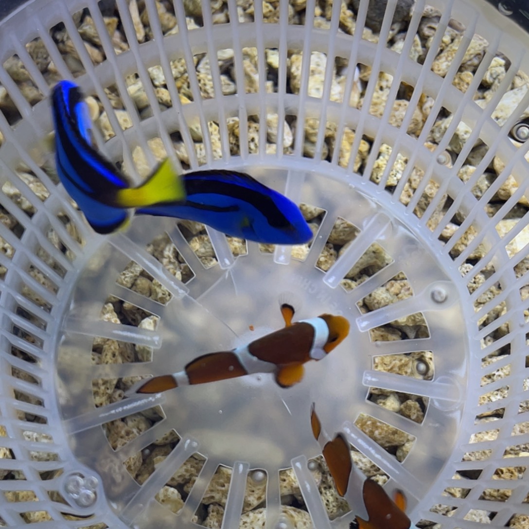 海水鱼野生公子一对