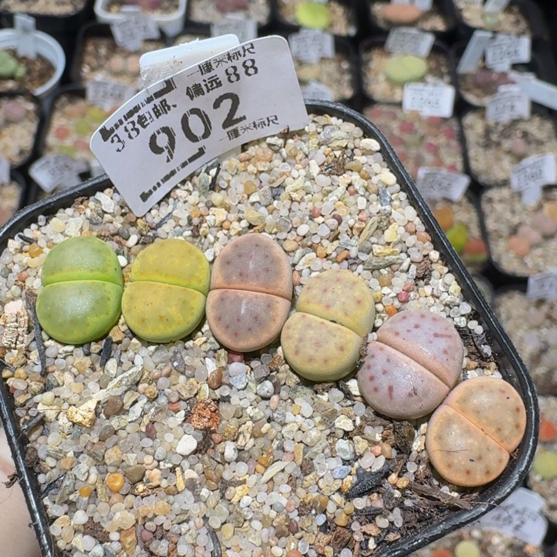 zzzz生石花肉锥902