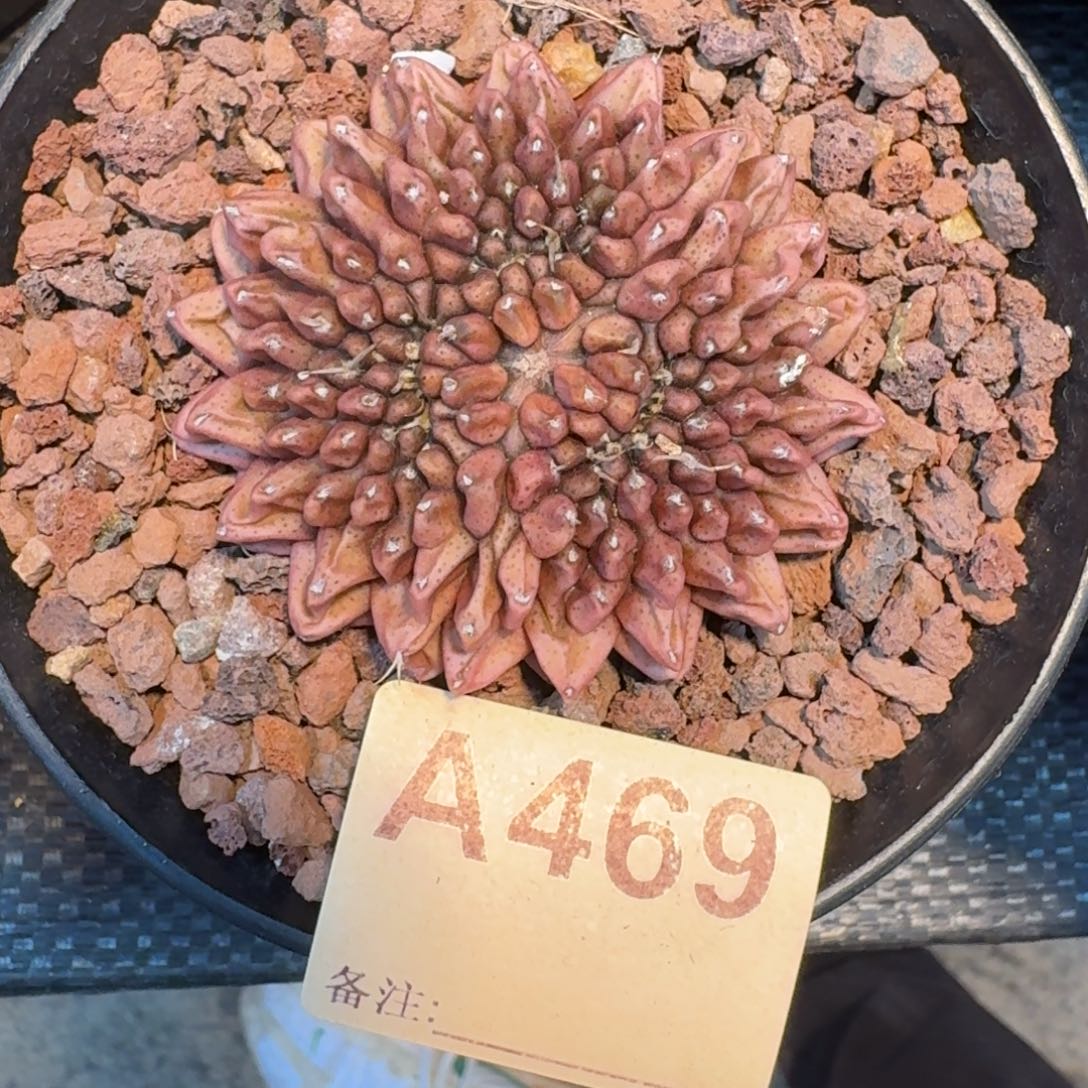 仙人球泰貘缀化带盘