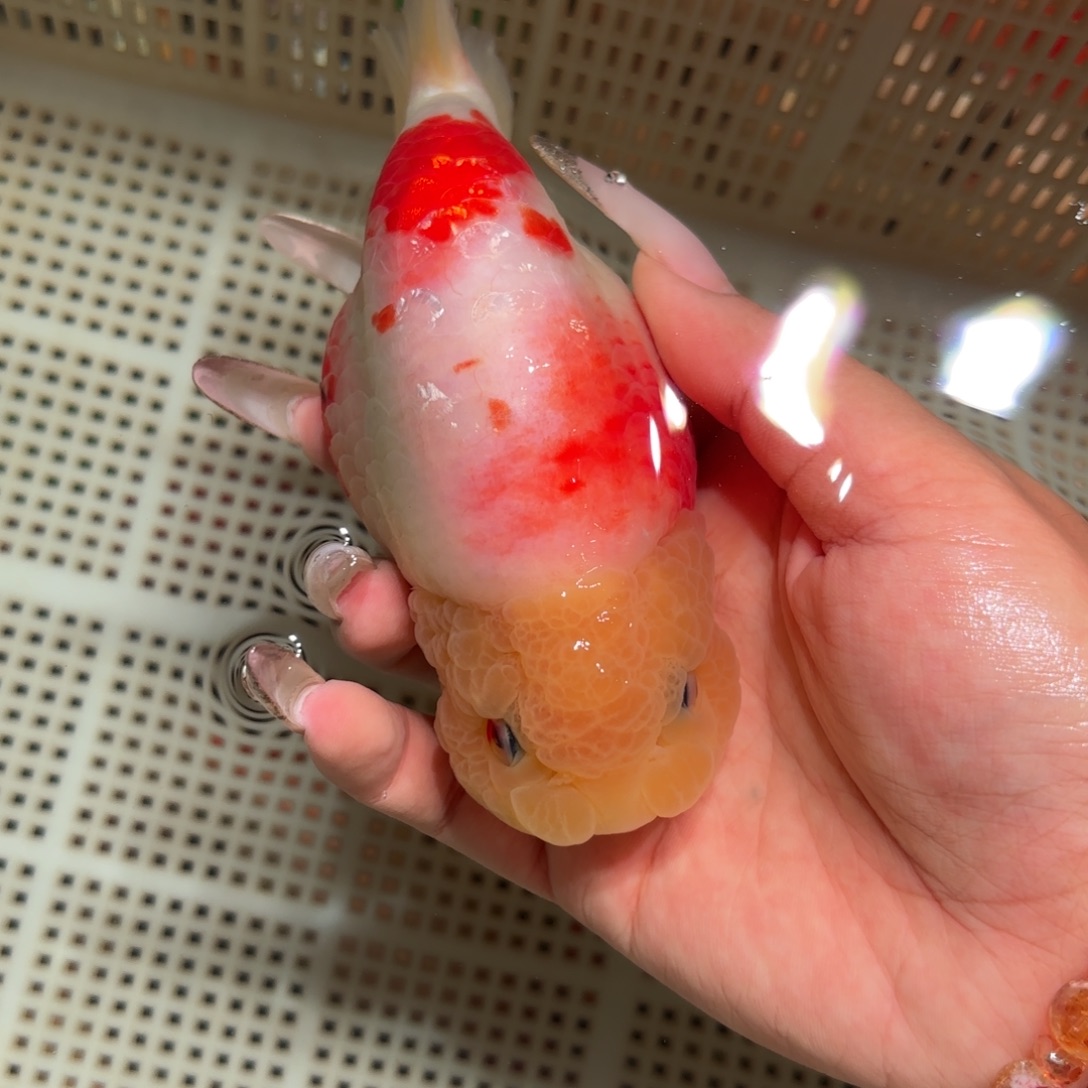 H***I金鱼拍包装包邮，不拍包装运费到付