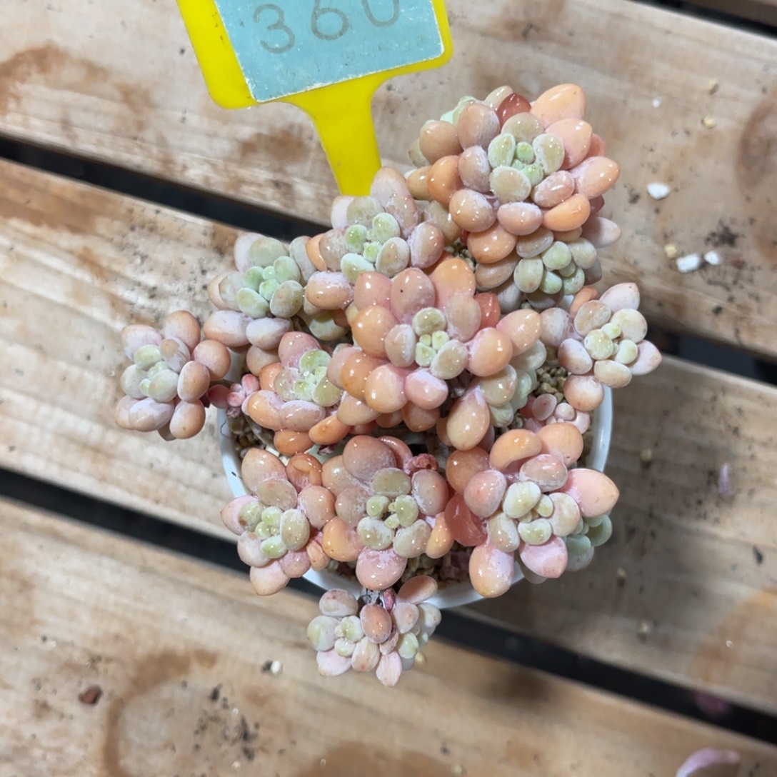 相***逢云尘多肉一物一360