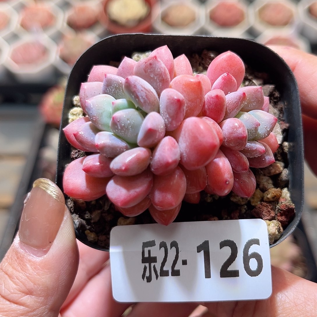 乐22-126 冰彤不包整