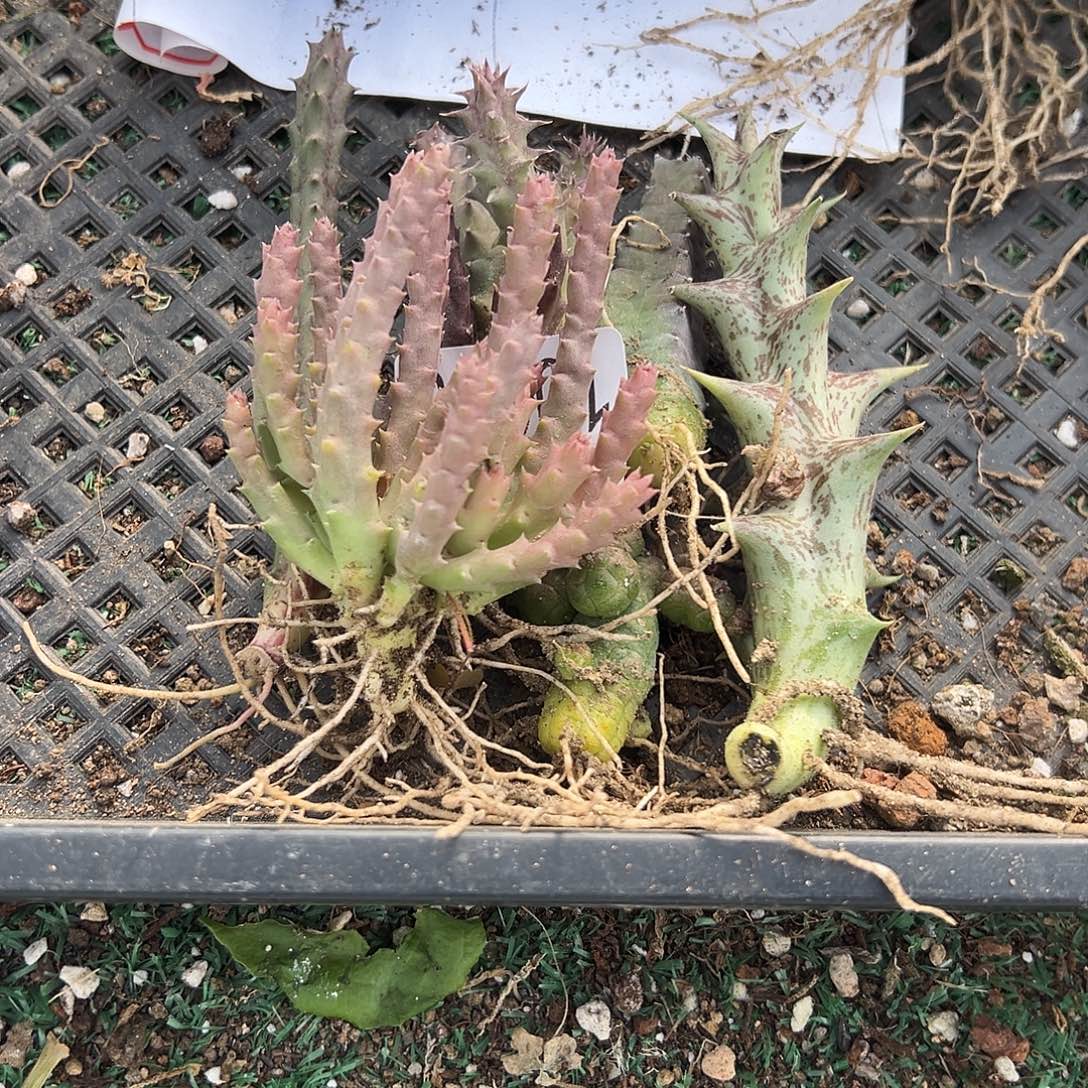 7种龙角，一物一拍，