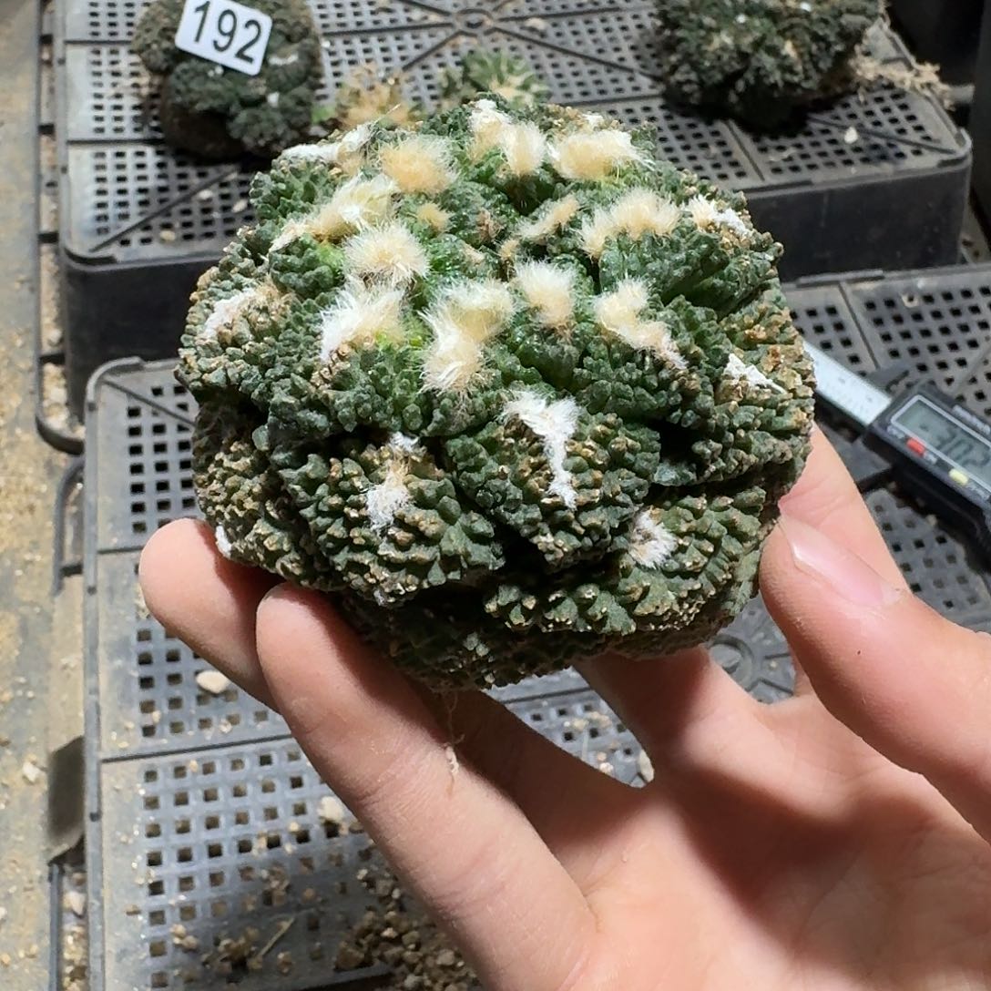 240号仙人球萝卜根