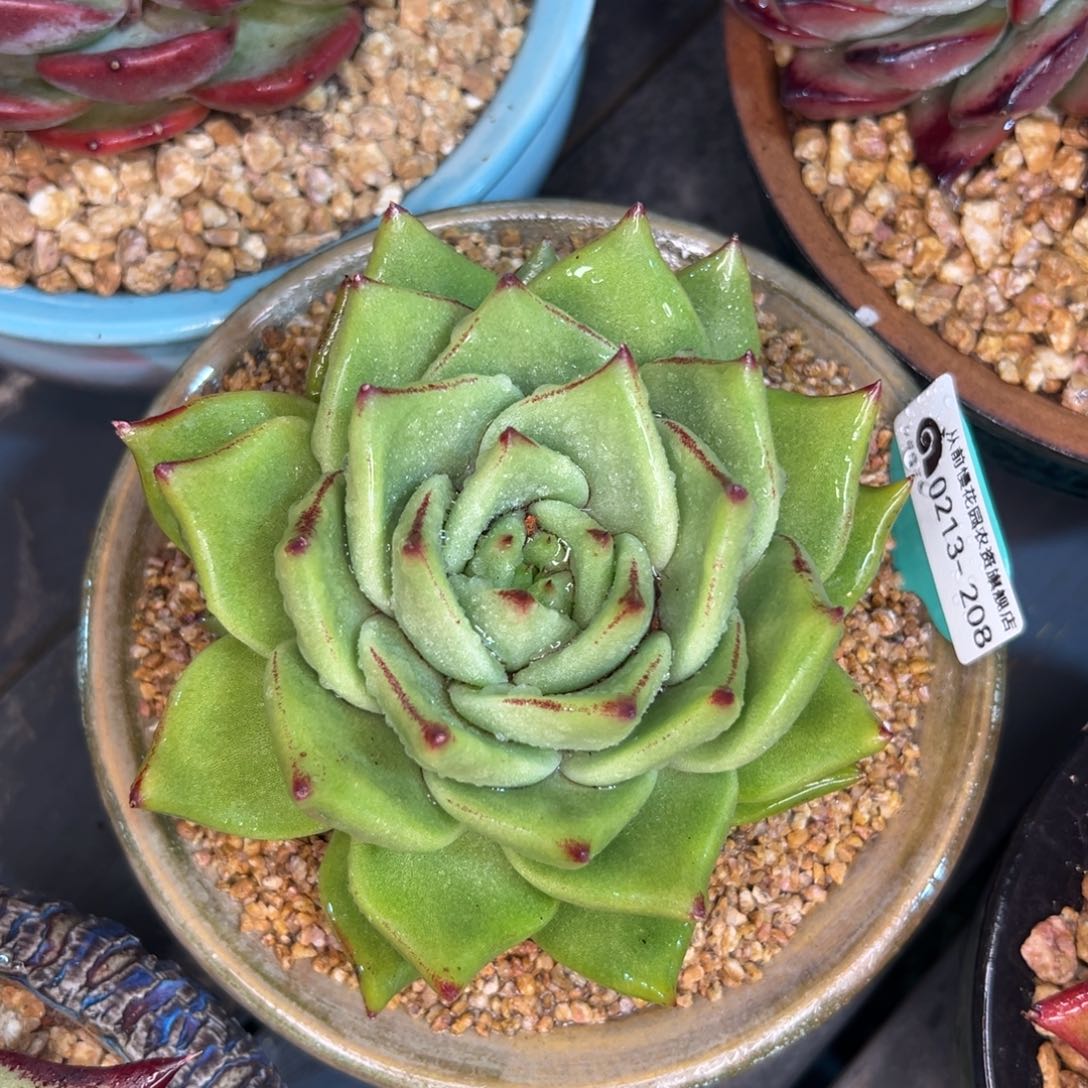 多肉一物一拍0213-208