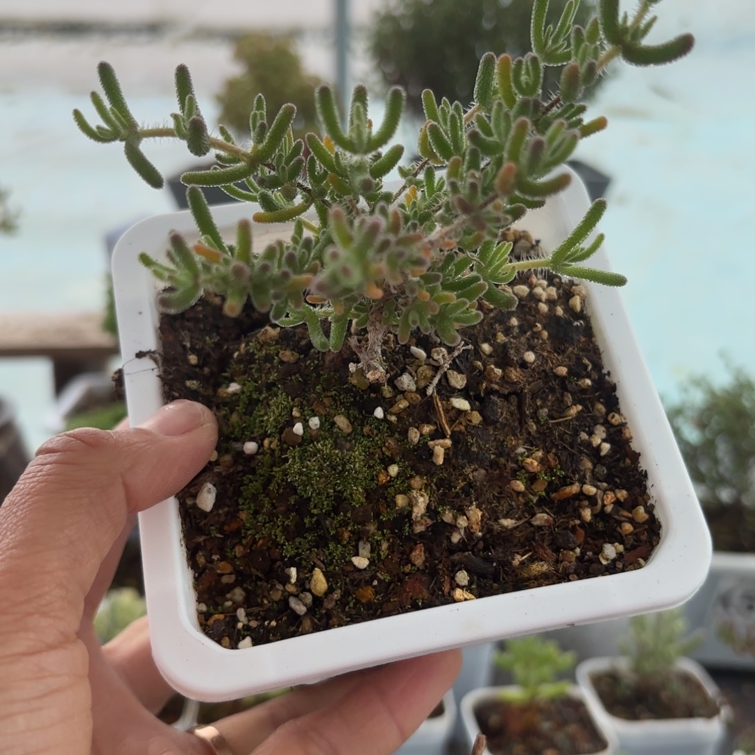 671大冰川枝干福利哦