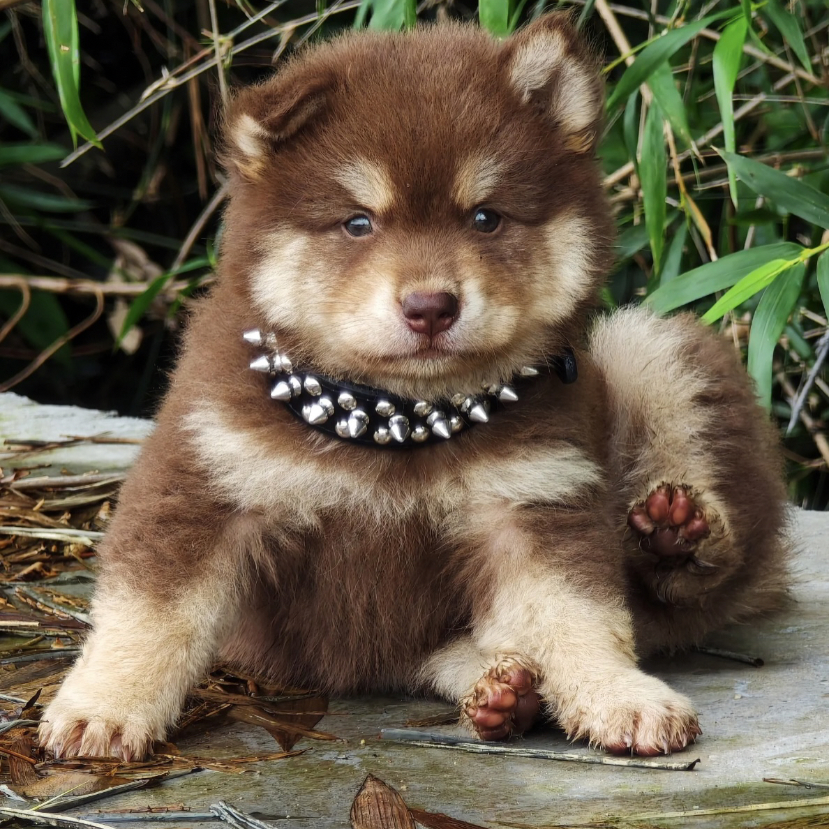 中华田园犬-白土松山牛红五黑五红活体