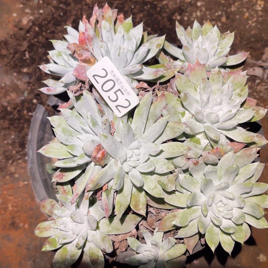 阿金尼仙女杯多肉福利